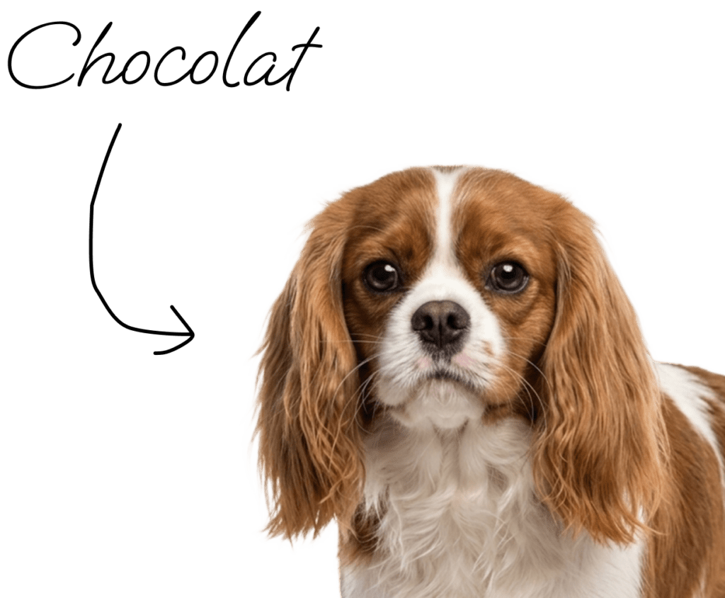 Omnitrust - Chocolat